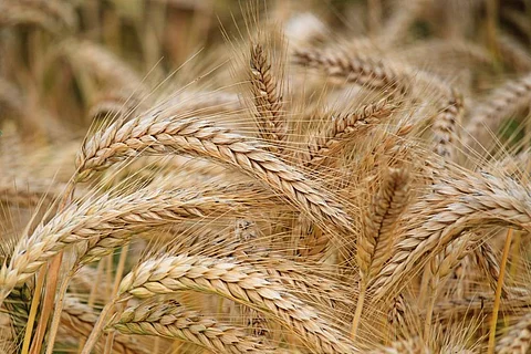Wheat Grace Production Increased by 76% in 2023