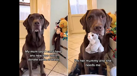 Dog Refuse To Go Beach Without His Toys, Watch How He Reacts