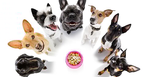 Adopting A Dog: Everything You Need To Know