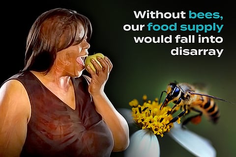 Without Bees, We Wouldn’t Have Apples, Almonds, or Avocados