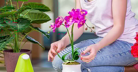 A woman kneeling down next to a potted pink orchid. Next to her are a watering can and another houseplant.