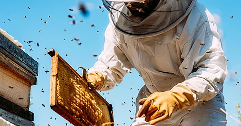 A person wearing a white protective bee suit bends over and holds a honeycomb frame, while surrounded by bees.