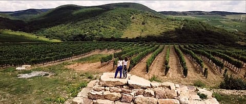 The Sisters Putting Hungarian Wines on the Map!