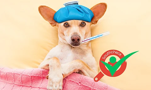 Neomec 10 mg tablets sould not be given to any stray dog