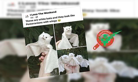 Viral image showing fluffy white bats is not real