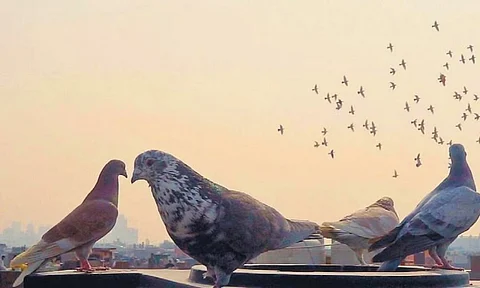 bird poop can permanently damage your lungs