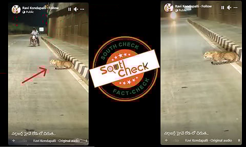 Fact Check: హైవే రోడ్డుపై చిరుత కూర్చున్న వైరల్ వీడియో ఆంధ్రప్రదేశ్కి చెందినది కాదు