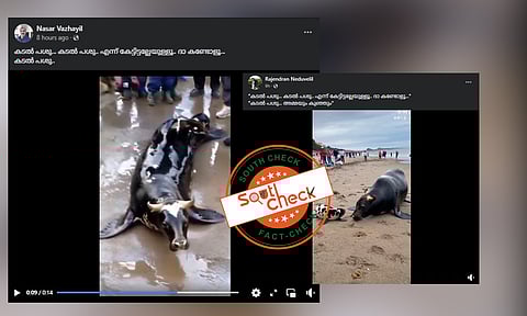 Fact Check: ഇത് കടല്പശുവിന്റെ ദൃശ്യങ്ങളോ? വാസ്തവമറിയാം
