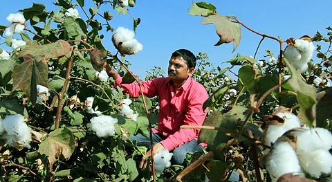 Climate change hit over 50 pc cotton farmers surveyed in Maharashtra, Gujarat in 5 years: Report