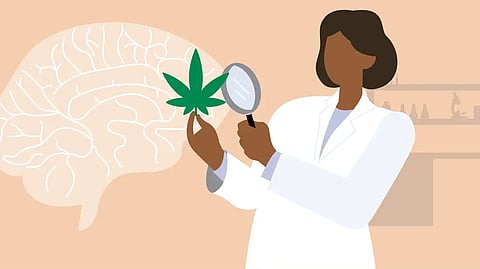 Cannabis may not be directly causing changes in brain, more studies needed: Research