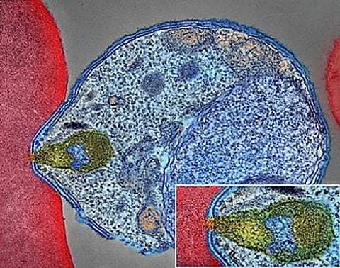 India has significantly reduced its malaria incidence, mortality: WHO