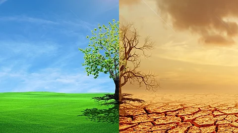 Climate change making plants less nutritious − that could already be hurting animals that are grazers