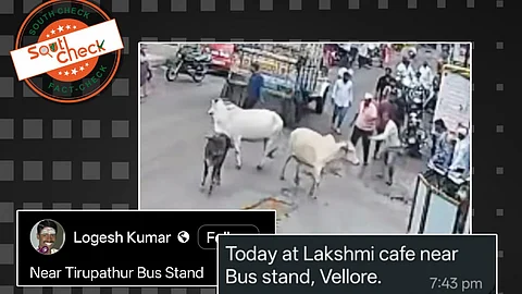 தமிழகத்தில் இரண்டு மாடுகள் ஒருவரை தாக்கியது