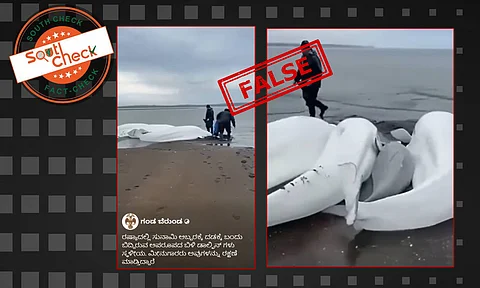 Fact Check: ರಷ್ಯಾದಲ್ಲಿ ಸುನಾಮಿ ಅಬ್ಬರಕ್ಕೆ ದಡಕ್ಕೆ ಬಂದು ಬಿದ್ದ ಬಿಳಿ ಡಾಲ್ಫಿನ್? ಇಲ್ಲ, ವಿಡಿಯೋ 2023 ರದ್ದು