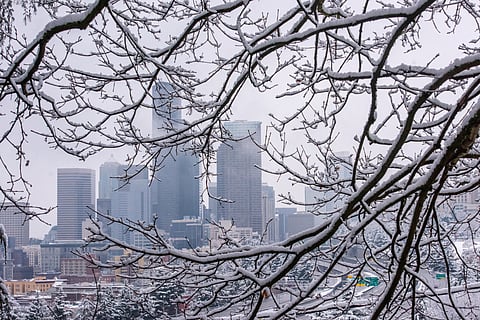 Downtown Seattle with snow. A snow-covered branch is in the foreground, and the city skyline is in the background, seen through the branch.
