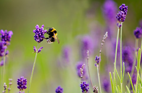 A bumblebee visits a lavender flower.