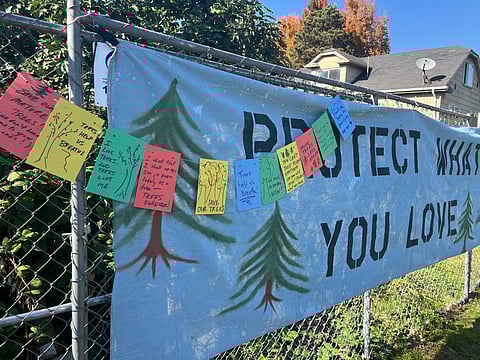 Cards protesting the potential removal of three large evergreen trees in downtown South Park hang over a banner that reads "Protect What You Love."