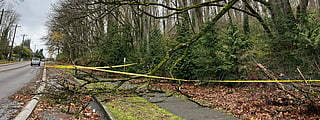 Trees on the side of a street. A large branch is down and caution tape blocks the bike lane and sidewalk.