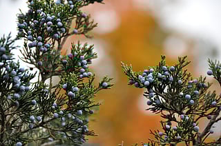 Juniper berries grow on branches set against an orangeish background suggestive of fall foliage.