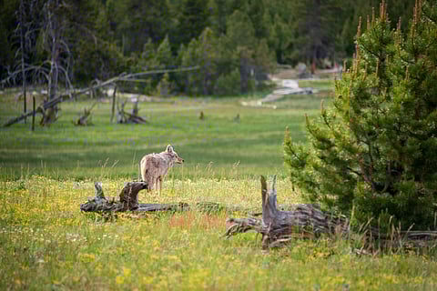 A Gray Wolf in the Pine Forest at Yellowstone National Park.