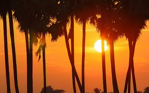 Palm trees silhouetted against the sky with the sun setting behind them.