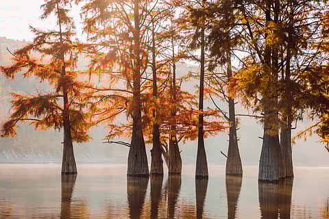 Taxodium distichum or swamp cypresses and glassy lake with reflection.