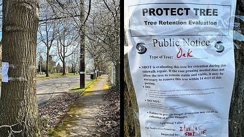 View of a sidewalk and adjacent street lined with trees that have white notices taped to them. Close-up of a notice identifying the tree type and notifying that the Department of Transportation is evaluating the tree for retention.