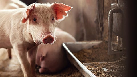 A piglet stands near a feeding trough.
