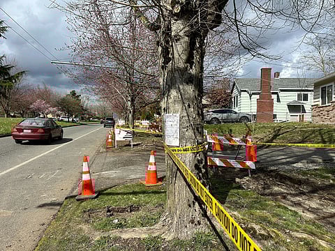 A tree along a tree lined street has an announcement taped to it and is wrapped in caution tape. The sidewalk next to it has been removed and the root area and ground is exposed.