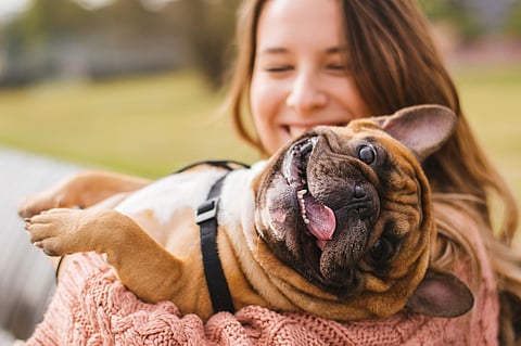 A little dog with their owner spend a day at the park playing and having fun. The dog is in the owner's arms, its face looking toward the camera, its tongue lolling about.