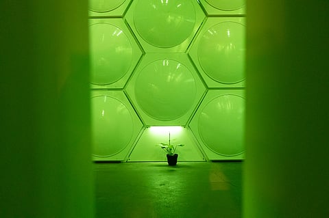 View through the Gathering Space glass into Recompose’s Greenhouse, showing a wall of illuminated hexagonal vessels and a small potted plant below, where bodies undergo the human composting process to become soil.