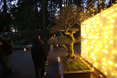 A bonsai tree at the Pacific Bonsai Museum is backlit by string lights. People are walking through the museum, their backs to the camera.