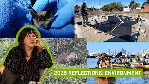 Collage reflecting environment stories in 2025, featuring wildlife research, habitat restoration work, environmental advocates, kayaking on an urban waterway, and text reading “2025 Reflections: Environment.”