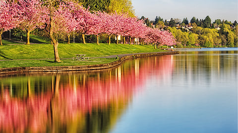 Blooming cherry trees along Lake Washington Boulevard, reflected in the water of Lake Washington.