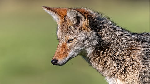 A coyote uses sight and sound to hunt for voles at Billy Frank Jr. Nisqually National Wildlife Refuge.