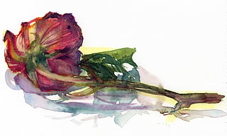 A watercolor illustration of a red rose lying on its side.