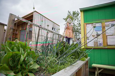 OPEN LETTER: Tammy Morales Calls for Mediation Between LIHI and Nickelsville