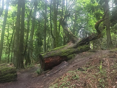 Seward Park Fern Die-off (An interview with Paul Shannon)
