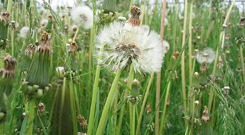 OPINION: War Against the Poor, Weeding of the Emeralds