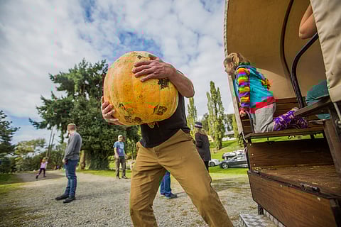 Steve Hirt takes a large pumpkin out from the back of the pumpkin carriage, during The Farm's annual pumpkin harvest in Seattle, Washington, on Oct. 5, 2019. (Photo: Carolyn Bick)