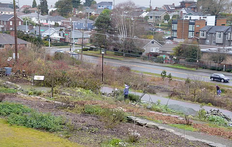 A Decade Old, Beacon Food Forest Evolves Into its Second Phase