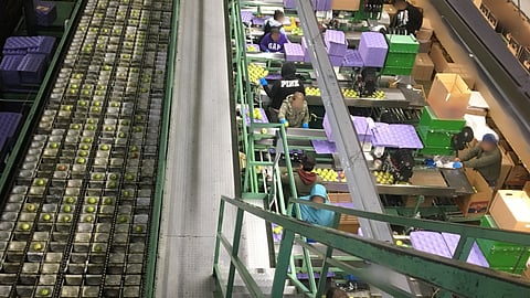 Agricultural Warehouse Workers Claim Employers Failing to Protect Them From Novel Coronavirus, Follow L&I Rules