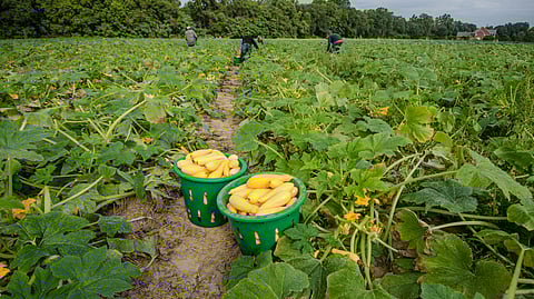 Migrant farm workers carefully select, trim and fill baskets with the squash that await cleaning and packing aboard a mobile processing trailer at Kirby Farms, a third-generation family farm, who have for more than a century, worked their land in Mechanicsville, VA, just outside Richmond, in a year-around operation, that covers 500 acres, and  generates produce and grains, on Friday, Sept 20, 2013. Today's harvest is sweet potatoes and squash. 200 acres of the farm are devoted to eggplant, spinach, beets, tomato, Jalapeno peppers, melons and a variety of greens. Soybeans and small grain are grown on the remaining 300 acres.  The fertile Virginia soil and their management practices, allows Kirby Farms to double and triple crop fields with rotational crop selection.  Wholesalers along the Mid-Atlantic from North Carolina to Maryland supply their produce to major supermarkets. Restaurateurs in the local area prepare and serve their harvest to patrons in the Richmond metropolitan area.  U.S. Department of Agriculture Photo by Lance Cheung.