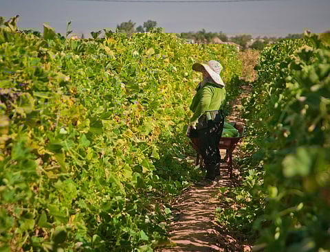 Image is courtesy of the US Department of Agriculture