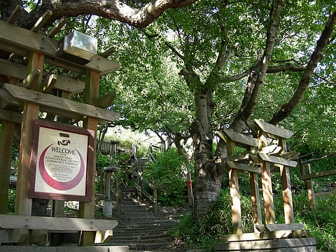 Kids Grow Vegetables With the Danny Woo Garden Show on Facebook Live