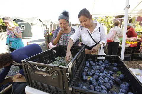 Fruit For All Pop-Ups Bring Fresh, Locally-Grown Fruit to Seattle Communities