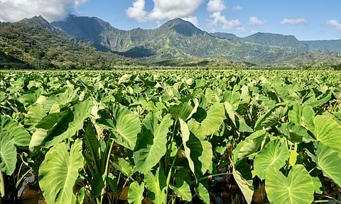 Seedcast: Taholo Kami and Sen. J. Kalani English — a Collective Talanoa