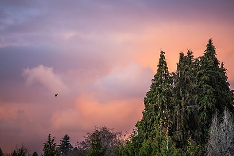 UNBOUND: Nature Heals