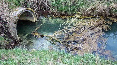 Image is attributed to Finn Terman Frederiksen (under a Creative Commons, CC BY 2.0 license).