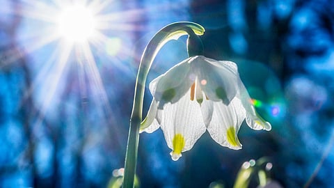 POETRY: We Are the Spring